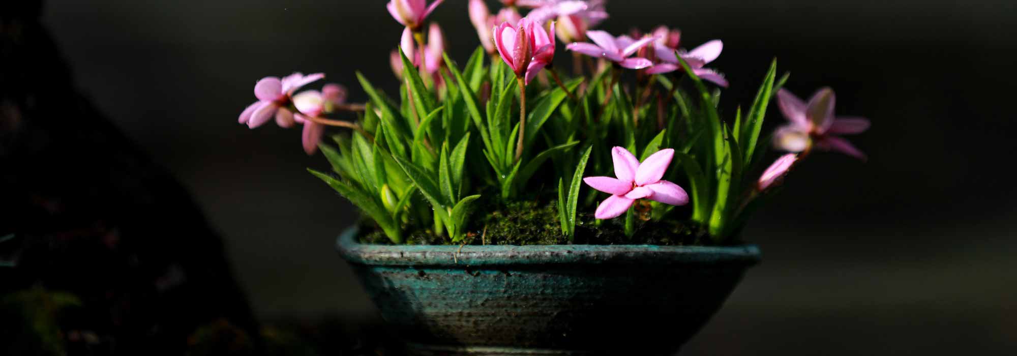 Kusamono: potted flowers displays from Japan