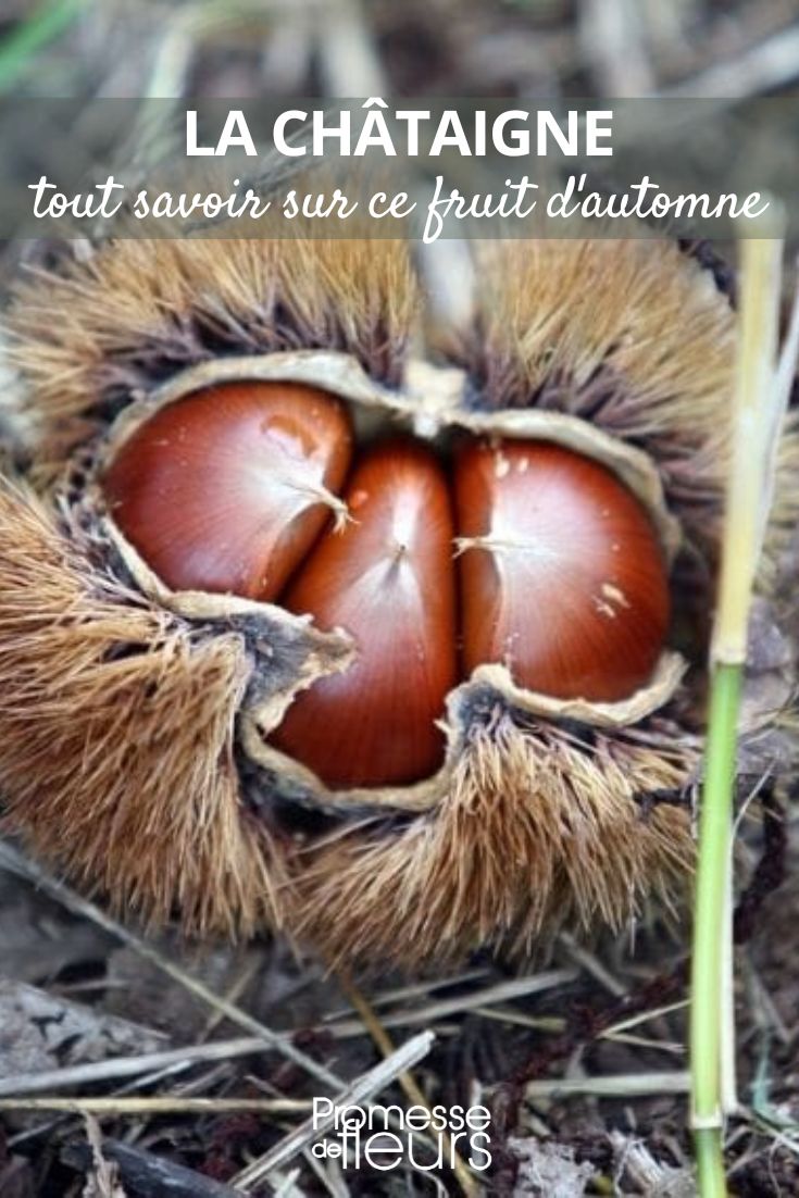 The Chestnut: Everything You Need to Know About This Autumn Fruit chestnuts