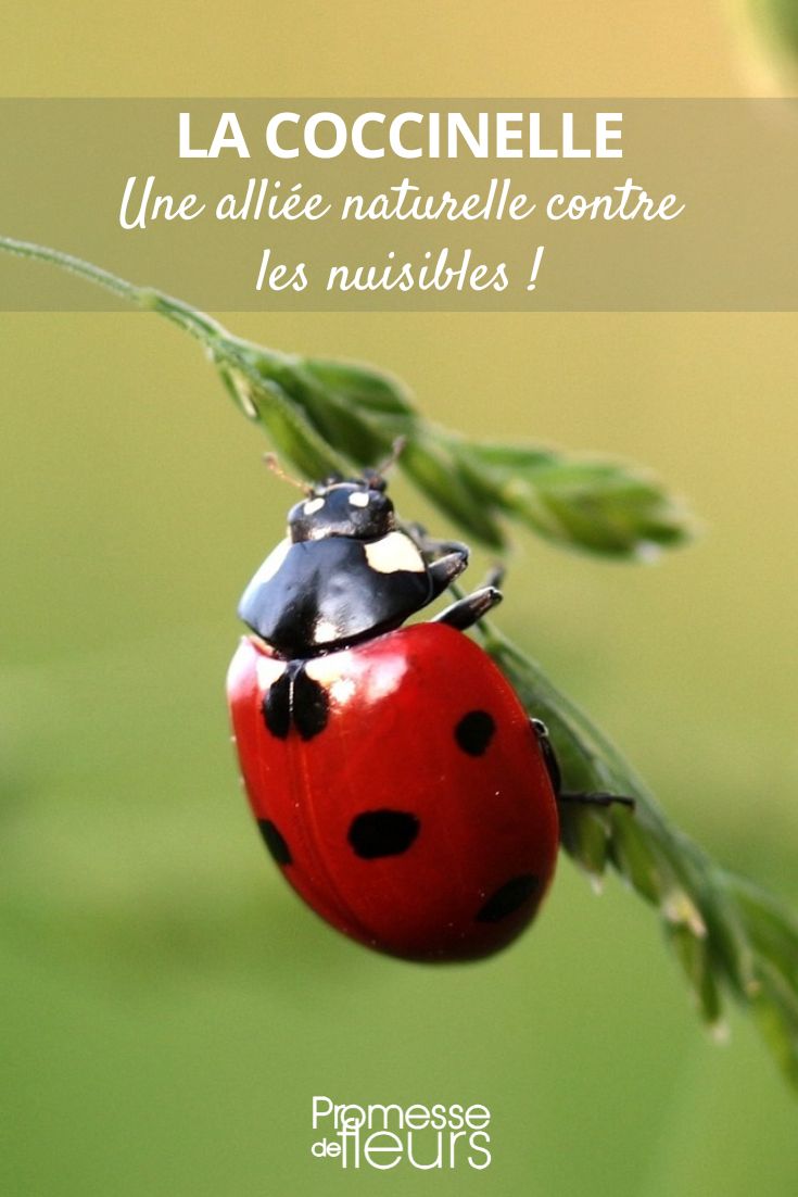 Ladybug, the gardener's friend.