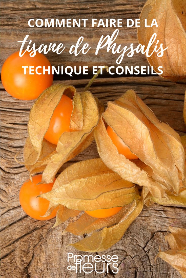 Physalis berry infusion