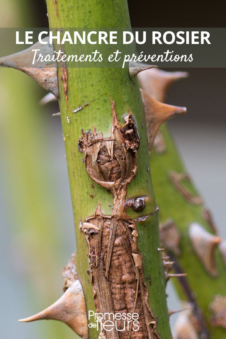 Rose Canker: Symptoms, Treatments, and Prevention