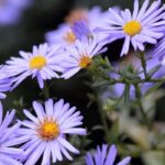 Dwarf asters: compact flowers for small gardens and balconies