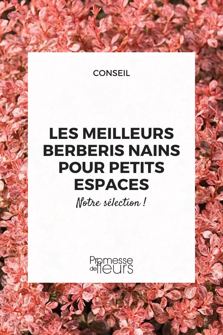 Berberis thunbergii ‘Inspiration’