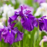 How to propagate water irises?