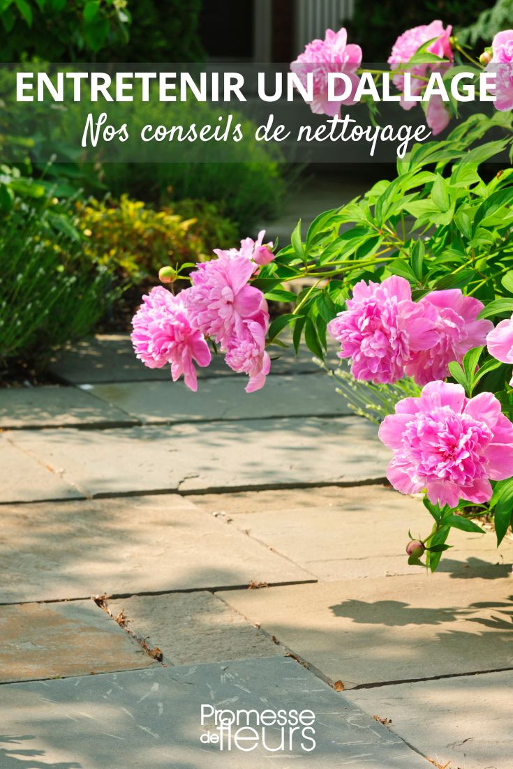 Paving Stones Cleaning