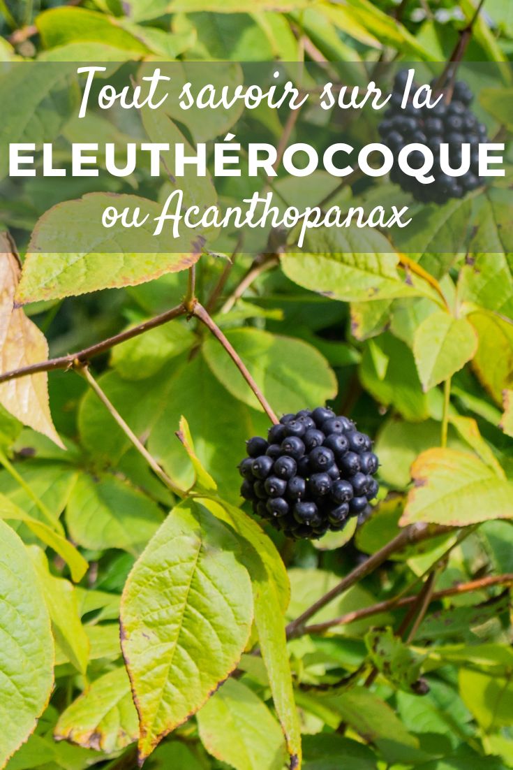Eleuthero, Acanthopanax: planting, growing, and maintaining Acanthopanax