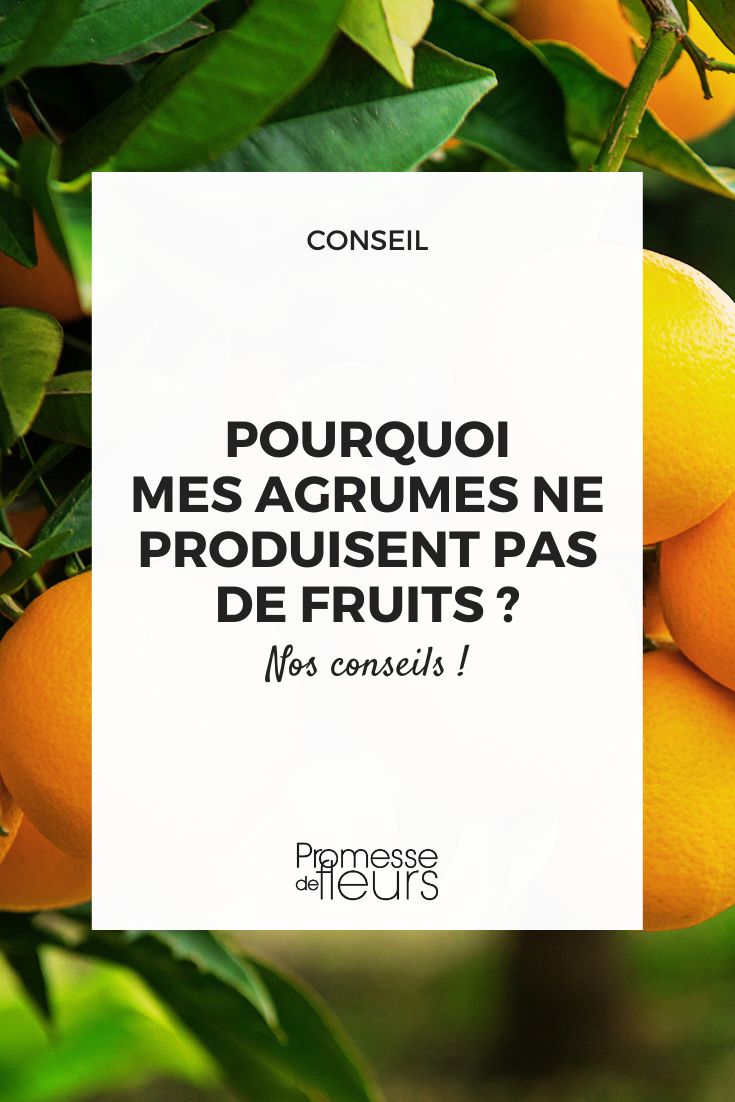 Why my citrus trees are not producing fruits You may not have citrus trees for various reasons such as unsuitable climate, lack of sunlight, improper soil conditions, or simply because you haven't planted any yet. If you're interested in growing citrus trees, make sure to choose the right varieties for your region and provide them with the necessary care they need to thrive.