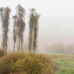 <em>Pseudopanax</em>: how to protect it from cold and overwinter it?