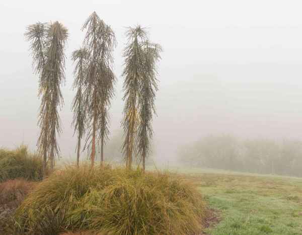 Pseudopanax: how to protect it from the cold and winterize?