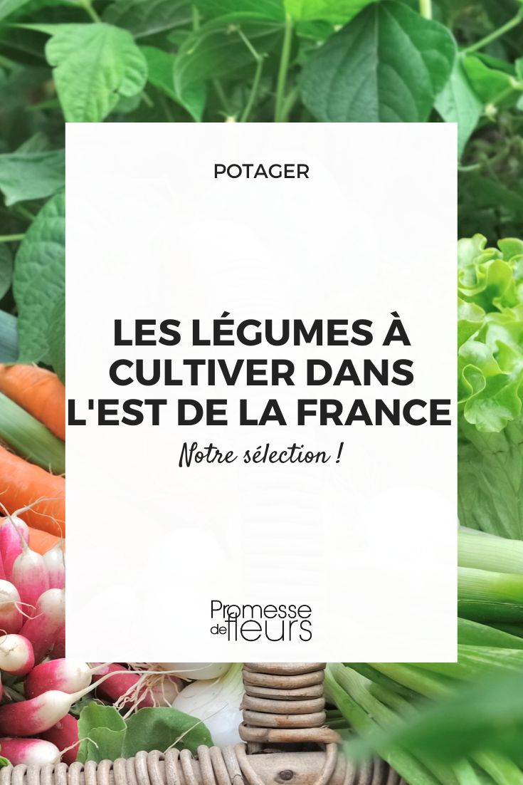 Our selection of vegetables to grow in the East of France