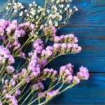 How to harvest and dry <em>Limonium</em> for long-lasting bouquets?
