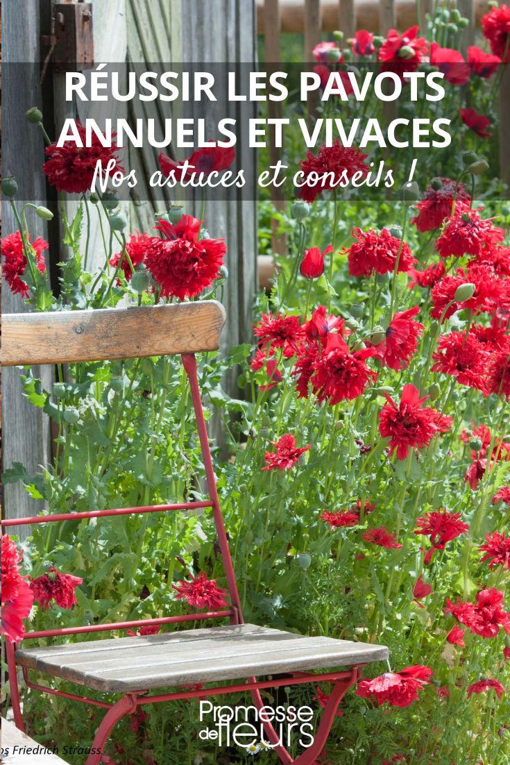 Growing Annual and Perennial Poppies Papaver Red Peony