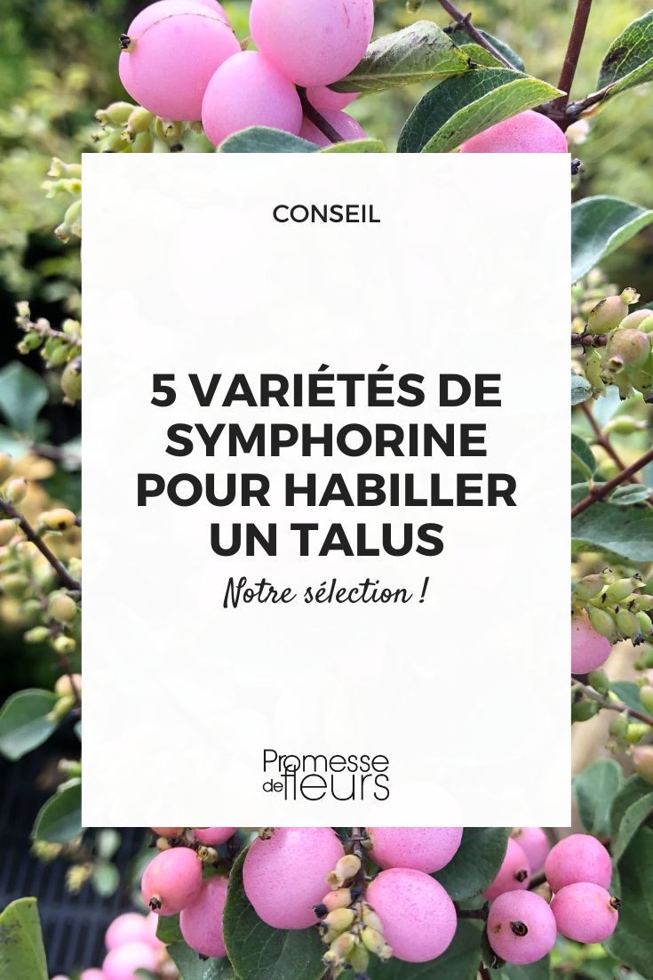 choose a snowberry bush