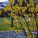 How to prune <em>Hamamelis</em>?