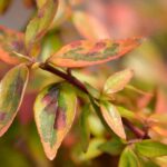 5 must-have variegated Abelias for the garden