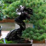 How to water a bonsai properly?