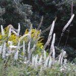 Pair Cimicifuga with other shade-loving plants.