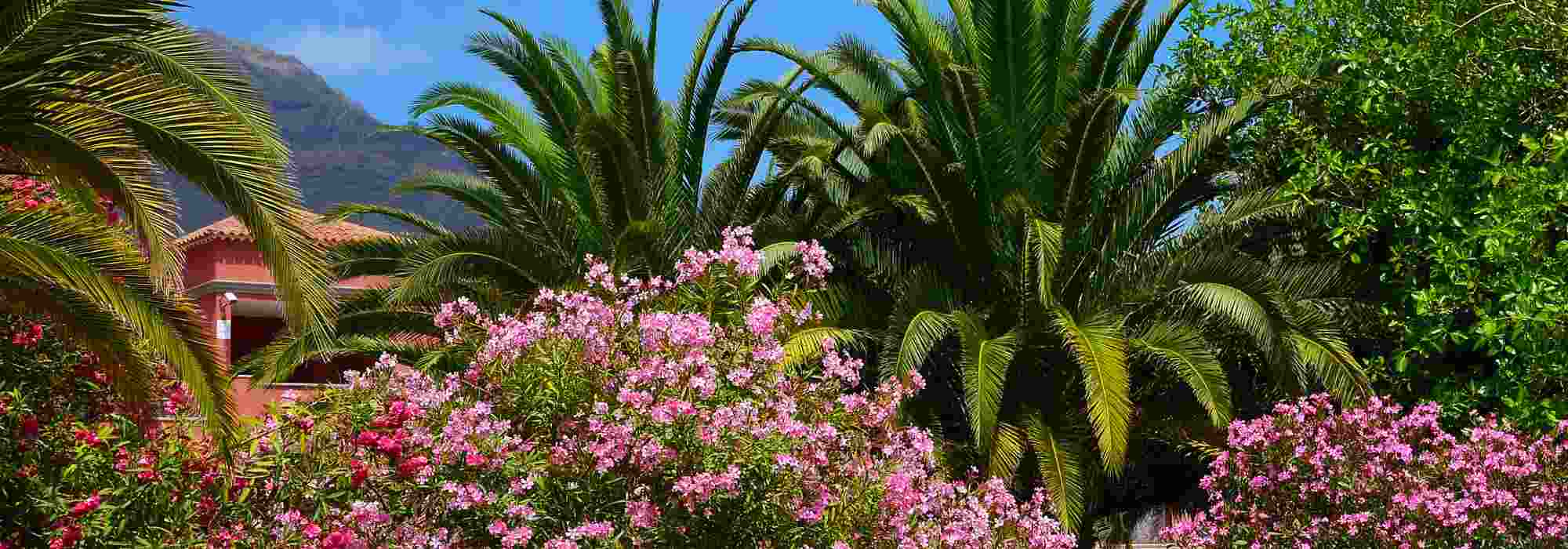 8 great pairing ideas with oleander