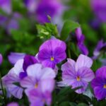 How to protect biennials from frost to extend their flowering?