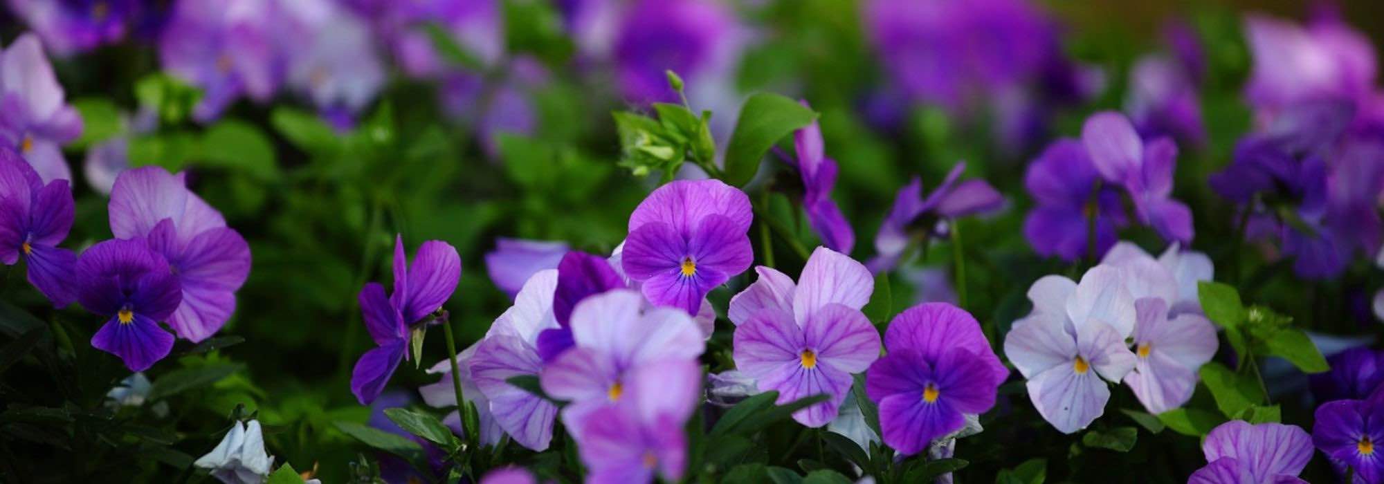 How to protect biennials from frost to extend their flowering?