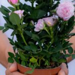 I received a plant as a gift this summer: our tips