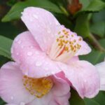 Repotting a camellia into a pot: the best practices