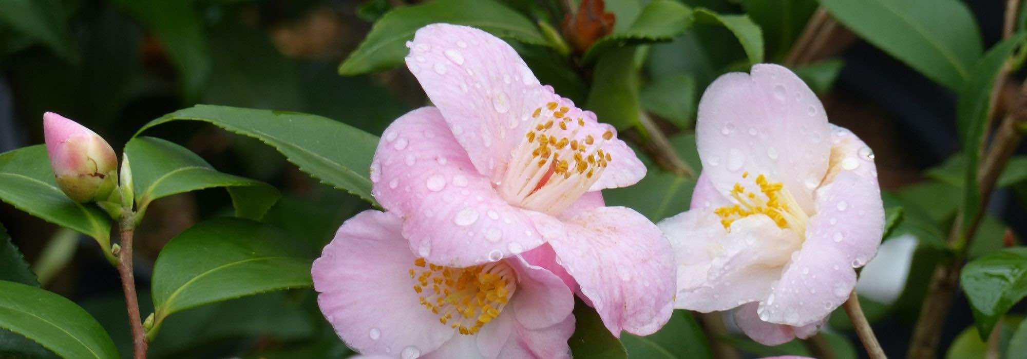 Repotting a camellia into a pot: the best practices