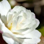 Camelia: how to protect it from frost and winter it?