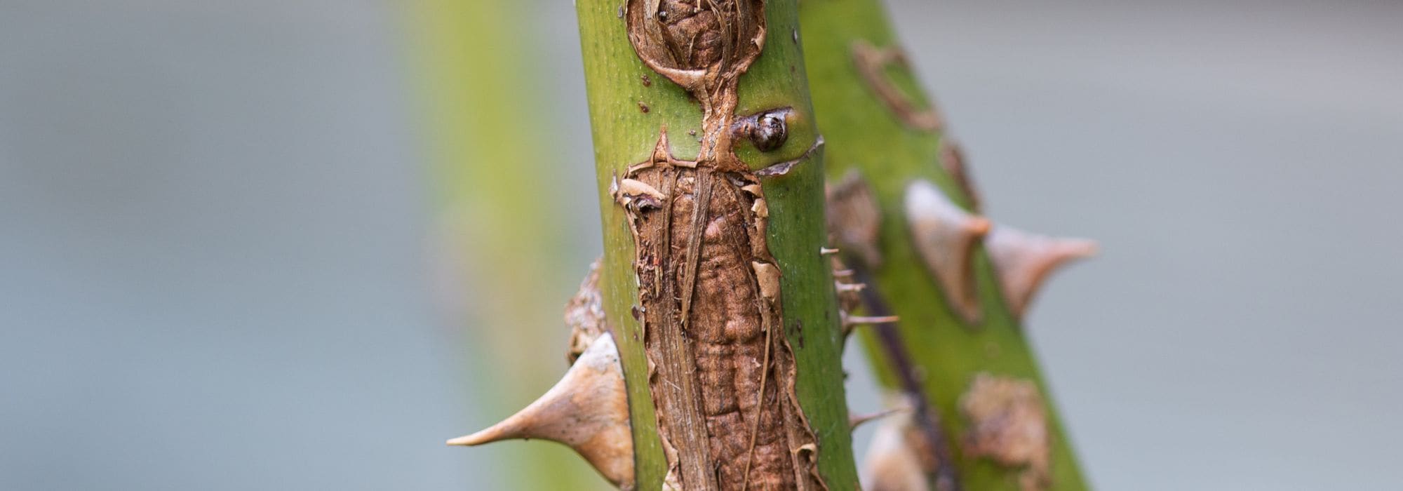 Rose canker: symptoms, treatments and prevention