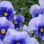 Choose autumn-biennials for a flowering garden as soon as warm days arrive