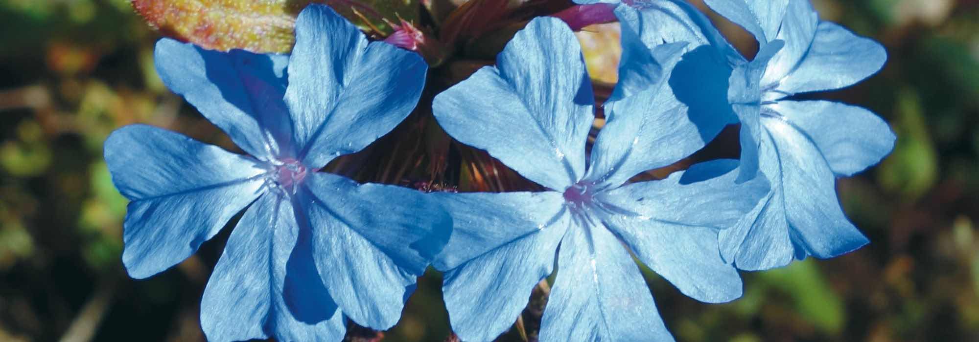 Choosing the right Ceratostigma for your garden