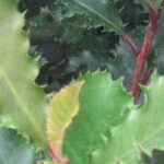 How to choose a Photinia for your garden?