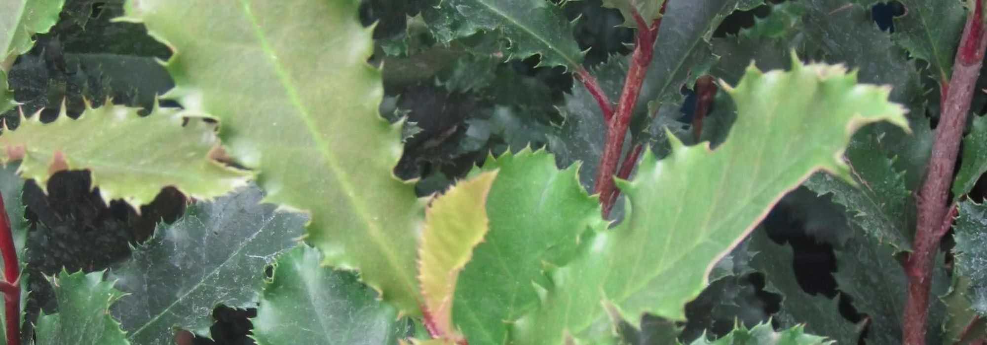 How to choose a Photinia for your garden?