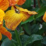 Autumn biennials: common growing mistakes to avoid