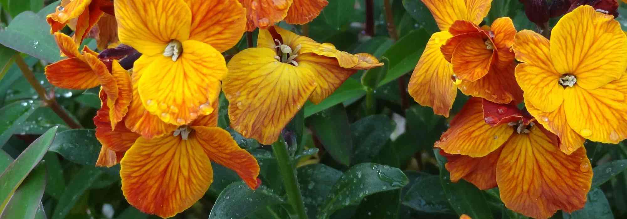 Autumn biennials: common growing mistakes to avoid