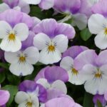 How to grow autumn biennials?