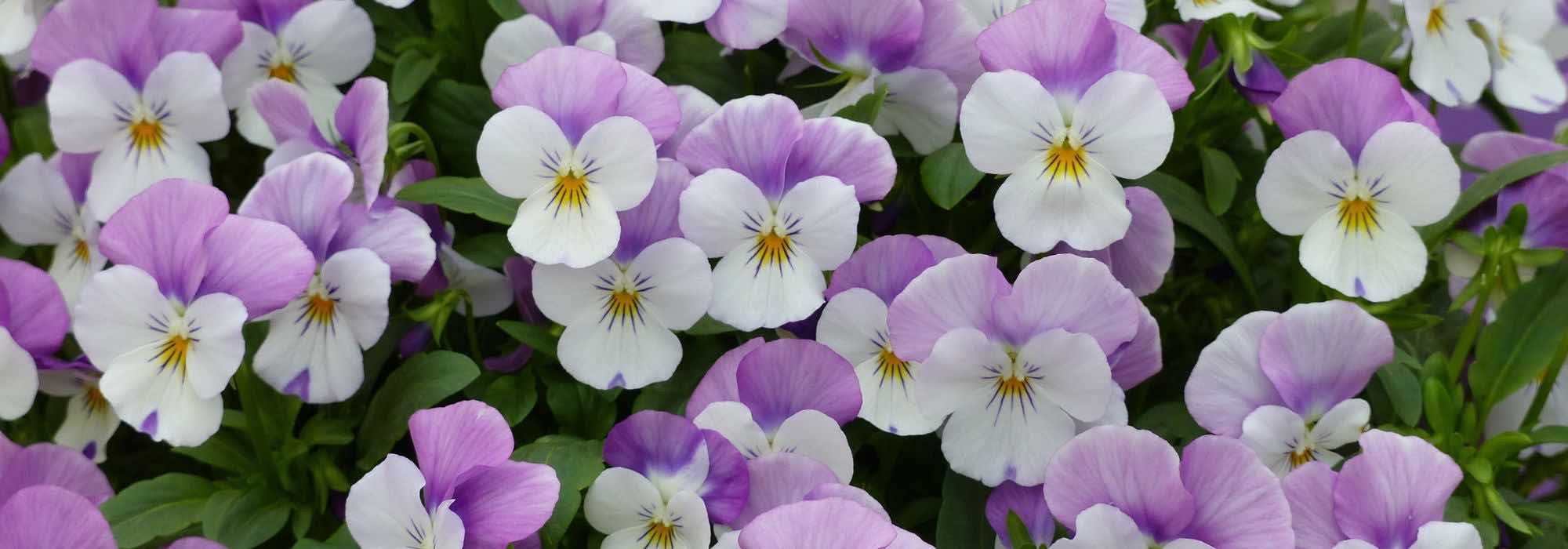 How to grow autumn biennials?