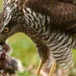 The Eurasian sparrowhawk: recognise it and understand its way of life