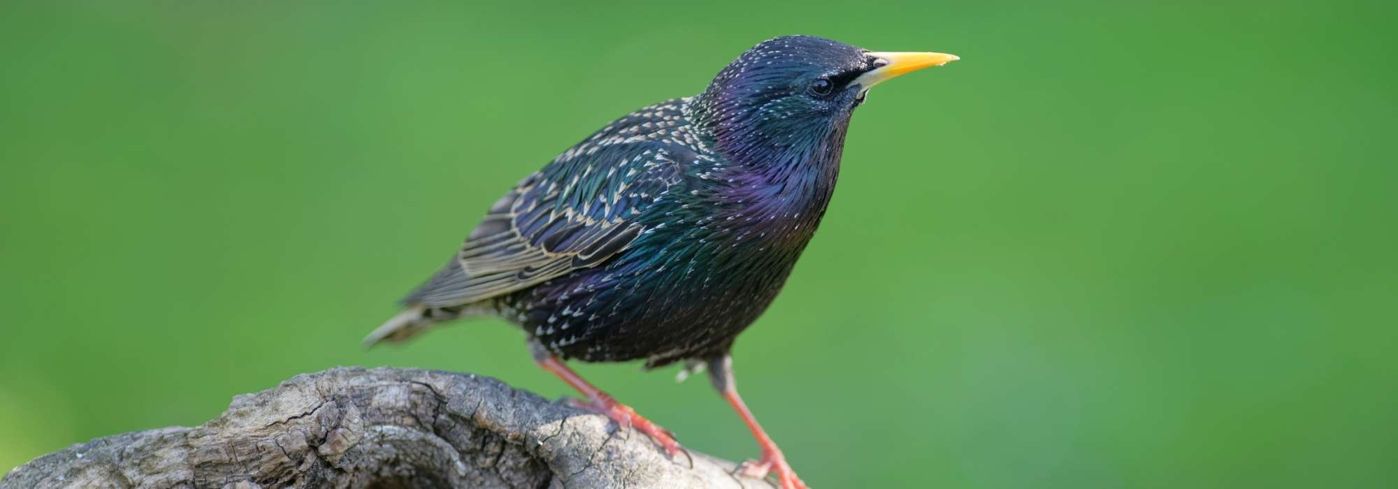 The common starling: friend or foe to the gardener?