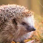 How to create a welcoming garden for wildlife in winter?
