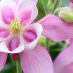 Blooming for shady spots: the best plants