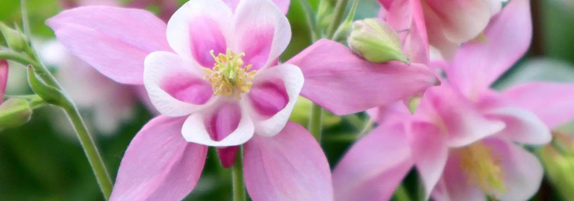 Blooming for shady spots: the best plants