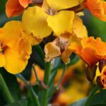 How to grow wallflowers in a pot?