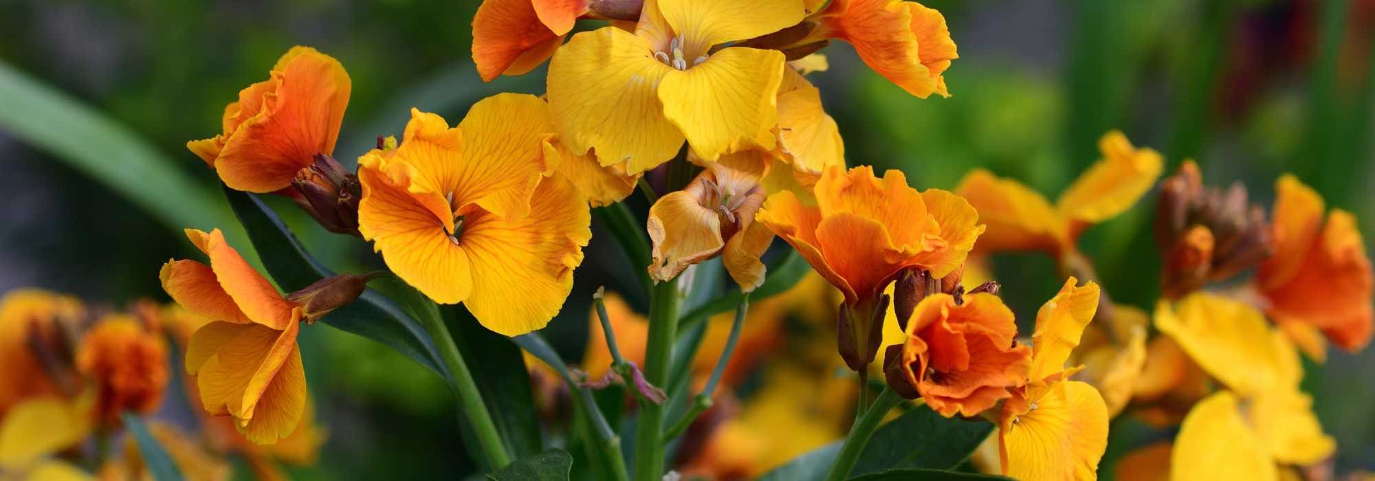How to grow wallflowers in a pot?