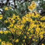 7 Witch hazels with yellow flowers for a blooming winter