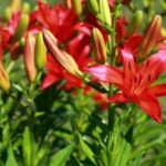How to divide daylilies?