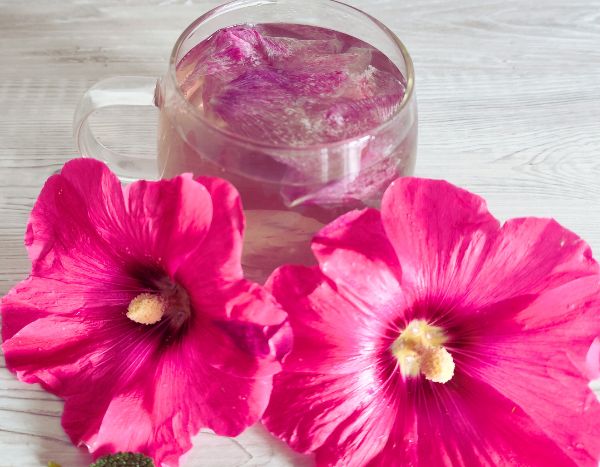 How to prepare a hollyhock infusion?