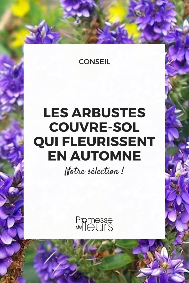 Autumn Glory Speedwell