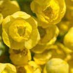 5 Mahonias with fragrant flowers