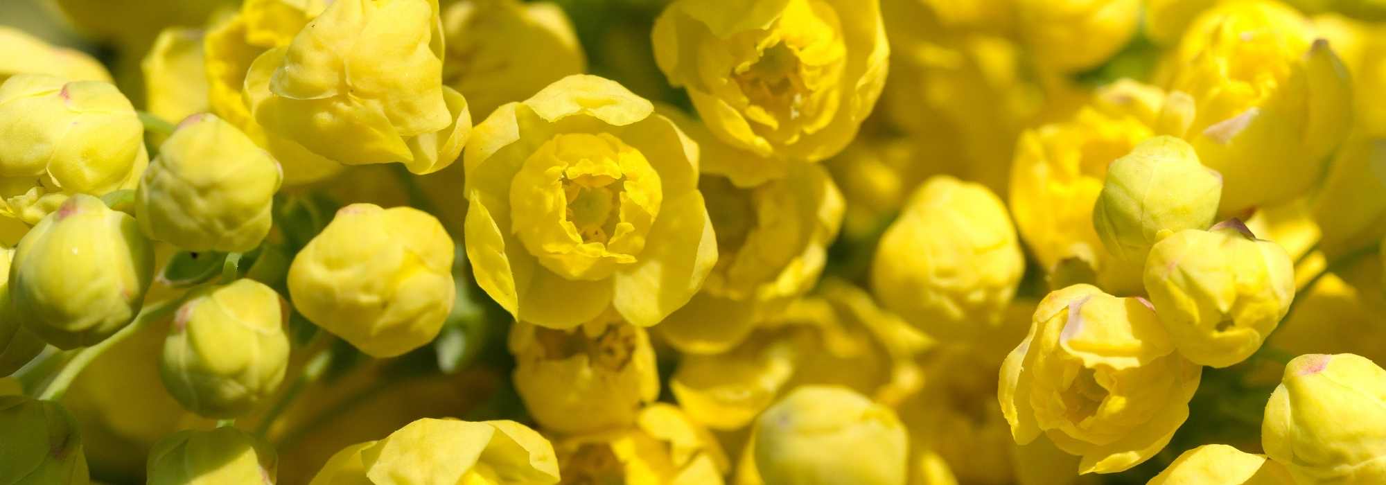 5 Mahonias with fragrant flowers